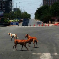 Parvo virus strikes in UP district, 8 dogs dead