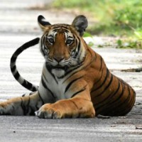 SC bars private buses from core area of Corbett Tiger Reserve