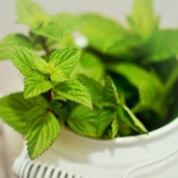 The abundant health benefits of mint leaves