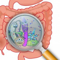 How harmless gut bacteria 'turn bad'
