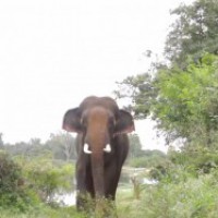 Elephant runs amok, crushes 2 to death in Bihar