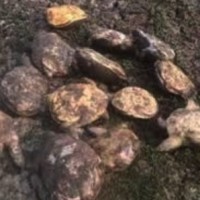 13 turtles found dead in Sarsai Nawar lake in UP