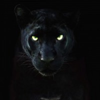 Assam Congress slams transfer of black panthers to private zoo in Gujarat