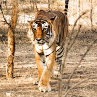Bihar forest department searching for tigress that killed 3 people