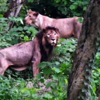 Etawah's lions shifted to Gorakhpur zoo