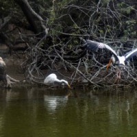 Delhi zoo, govt making all efforts to keep bird flu at bay