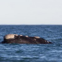 Scientists begin assessment of marine mammal population