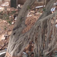 300-yr-old Banyan tree in Chandni Chowk awaits saviours