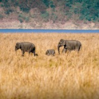 India presents report on wildlife conservation initiatives: UN body
