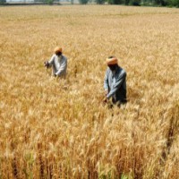 Wheat production expected to be at record 115 mn tonne: IIWBR