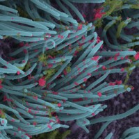 How symptoms of new Covid strains different from original one