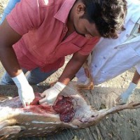 Deer dies after its head gets stuck in iron gate in Andhra