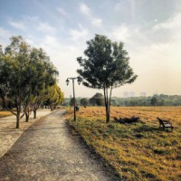 Hyderabad recognised as Tree City of the World