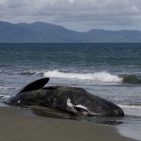 52 short-finned pilot whales found dead on Indonesian beach
