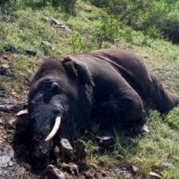 Five elephants die in Odisha forest in last 2 weeks