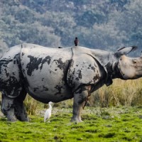 PM extols waterfowl, Jadav Payeng, Assam temples