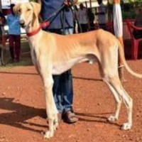 IAF gets 'desi' dogs to scare away birds from runways