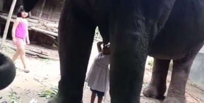 Toddler girl drinks milk from elephant in Assam, video goes viral Toddler girl drinks milk from elephant in Assam, video goes viral