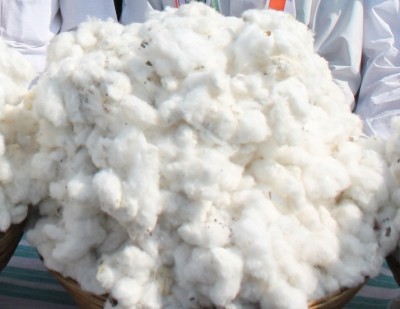 Illegal GM brinjal, cotton: Environment Ministry asks states to take action Illegal GM brinjal, cotton: Environment Ministry asks states to take action