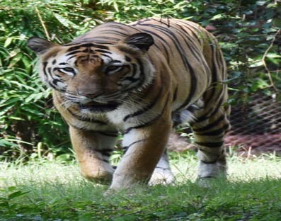 SBI adopts 15 tigers at Hyderabad Zoo for a year
