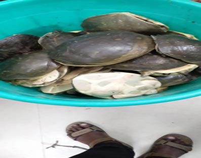 235 rare species of turtles recovered in Guwahati 235 rare species of turtles recovered in Guwahati
