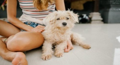 Pets may protect you from memory loss, cognitive decline Pets may protect you from memory loss, cognitive decline