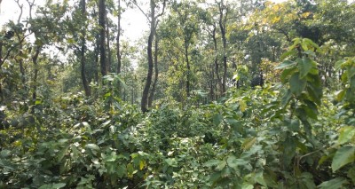 India 10th largest country by forest area: Economic Survey India 10th largest country by forest area: Economic Survey