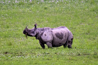 South Africa records decline in Rhinoceros poaching South Africa records decline in Rhinoceros poaching
