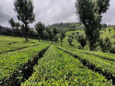 Prolonged Russia-Ukraine war likely to hurt India's tea exports, dent its prices Prolonged Russia-Ukraine war likely to hurt India's tea exports, dent its prices