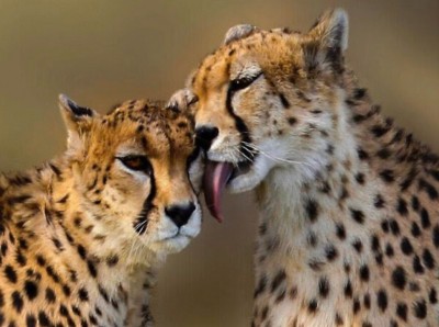 Cheetahs coming to India may be further delayed Cheetahs coming to India may be further delayed