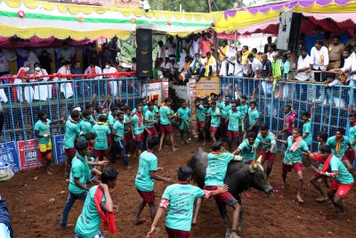 Spectator gored to death by bull at Jallikattu event in TN Spectator gored to death by bull at Jallikattu event in TN