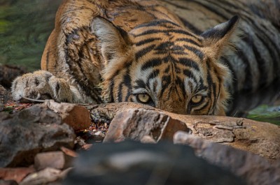 TN forest department against diluting wildlife board's powers TN forest department against diluting wildlife board's powers