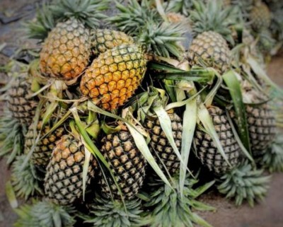 At $3.26 mn, pineapple exports record near 100% growth At $3.26 mn, pineapple exports record near 100% growth