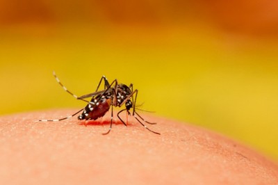 Deadly mosquito-borne virus warning in southern parts of Australia Deadly mosquito-borne virus warning in southern parts of Australia