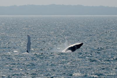 Humpback whales removed from Australian threatened species list Humpback whales removed from Australian threatened species list