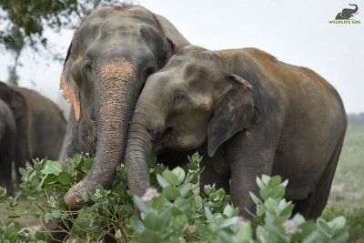 TN forest officials arrest 2 for killing wild elephant TN forest officials arrest 2 for killing wild elephant