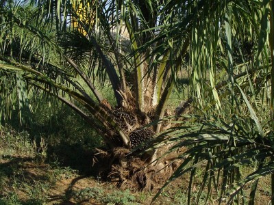 Do not despoil NE region with oil palm expansion, says Assam MP