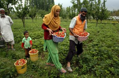 Climate change challenges: Knowledge-based cultivation crucial for agri production in J&K Climate change challenges: Knowledge-based cultivation crucial for agri production in J&K
