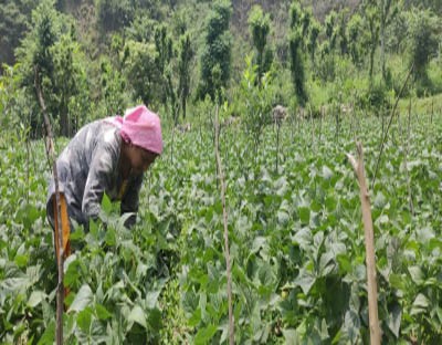 Encourage natural farming to tap organic market: PM Encourage natural farming to tap organic market: PM