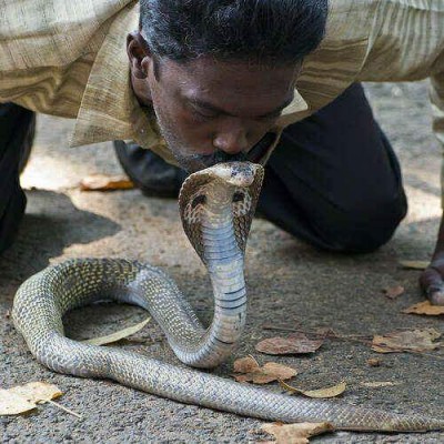 Vava Suresh continues to be critical, Kerala prays for its famous snake catcher