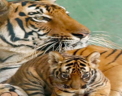 Night traffic ban through TN Tiger reserve from Feb 10 Night traffic ban through TN Tiger reserve from Feb 10
