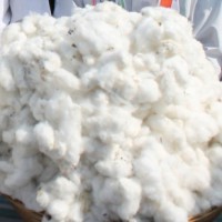 Illegal GM brinjal, cotton: Environment Ministry asks states to take action