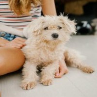 Pets may protect you from memory loss, cognitive decline