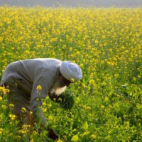 Rural consumption in Q3FY22 estimated to have grown 2% YoY