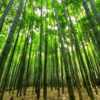 Govt urged to lift 'export prohibition' on bamboo charcoal