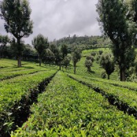 Prolonged Russia-Ukraine war likely to hurt India's tea exports, dent its prices