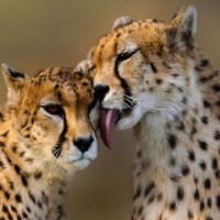 Cheetahs coming to India may be further delayed