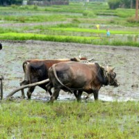PM Kisan scheme benefits 11.78 cr farmers