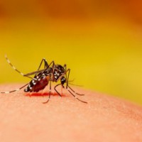 Deadly mosquito-borne virus warning in southern parts of Australia