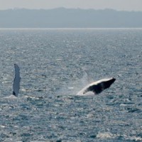 Humpback whales removed from Australian threatened species list